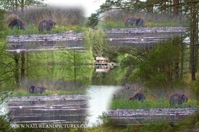 beavers, scotland, aigas, wild-11.jpg - THE LOCH - AIGAS